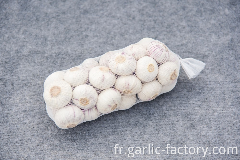 High quality fresh single clove garlic